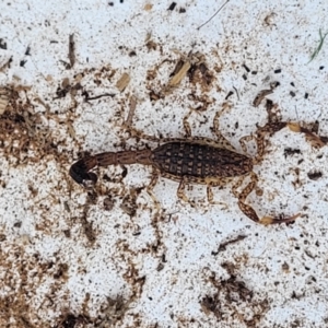 Lychas marmoreus at Whitlam, ACT - 20 Jan 2024 09:37 AM