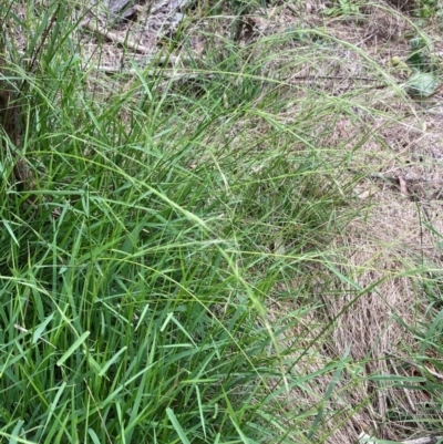 Microlaena stipoides (Weeping Grass) at Campbell, ACT - 20 Jan 2024 by SilkeSma