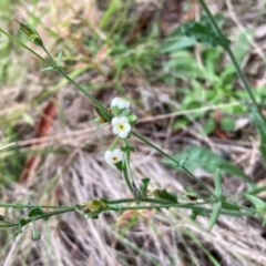 Hackelia suaveolens (Sweet Hounds Tongue) at Campbell, ACT - 20 Jan 2024 by SilkeSma