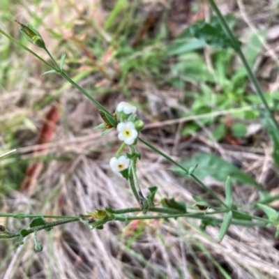 Hackelia suaveolens (Sweet Hounds Tongue) at Campbell, ACT - 20 Jan 2024 by SilkeSma