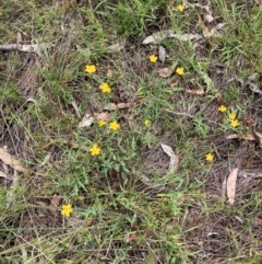 Hypericum gramineum (Small St Johns Wort) at Campbell, ACT - 20 Jan 2024 by SilkeSma