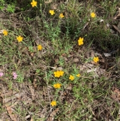 Hypericum gramineum (Small St Johns Wort) at Mount Ainslie - 19 Jan 2024 by SilkeSma