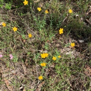 Hypericum gramineum at Mount Ainslie - 20 Jan 2024