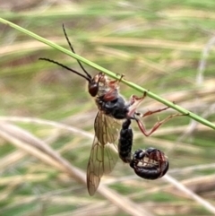 Tiphiidae (family) (Unidentified Smooth flower wasp) at Mount Ainslie NR (ANR) - 19 Jan 2024 by SilkeSma