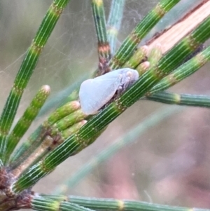 Anzora unicolor at Mount Ainslie NR (ANR) - 20 Jan 2024