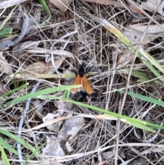 Pompilidae (family) (Unidentified Spider wasp) at Campbell, ACT - 19 Jan 2024 by SilkeSma