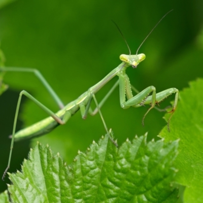 Pseudomantis albofimbriata (False garden mantis) at Weston, ACT - 13 Jan 2024 by Kenp12