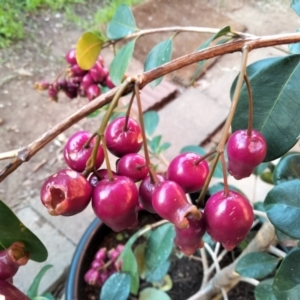 Syzygium australe at Oaklands Park, SA - 12 May 2023 04:39 PM