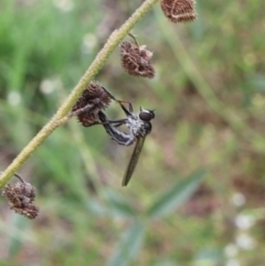 Cerdistus sp. (genus) (Slender Robber Fly) at Lyons, ACT - 20 Jan 2024 by ran452