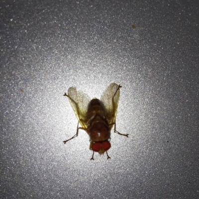 Unverified True fly (Diptera) at Albury - 14 Jan 2024 by RobCook