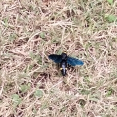 Unidentified Flower wasp (Scoliidae or Tiphiidae) at Oaklands Park, SA - 20 Apr 2023 by angmarrob