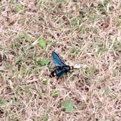 Laeviscolia frontalis at Oaklands Park, SA - 20 Apr 2023 02:55 PM