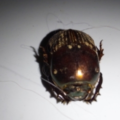 Onitis sp. (genus) (Onitis dung beetle) at Albury - 10 Jan 2024 by RobCook