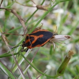 Agonoscelis rutila at Lyons, ACT - 20 Jan 2024 10:48 AM