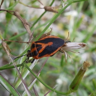 Agonoscelis rutila (Horehound bug) at Lyons, ACT - 20 Jan 2024 by ran452