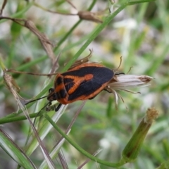 Agonoscelis rutila (Horehound bug) at Lyons, ACT - 19 Jan 2024 by ran452