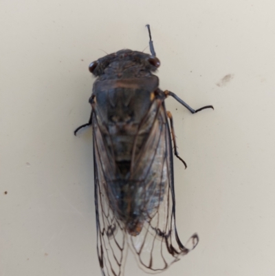 Psaltoda moerens (Redeye cicada) at Wirlinga, NSW - 10 Jan 2024 by RobCook
