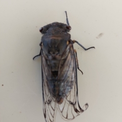 Psaltoda moerens (Redeye cicada) at Albury - 10 Jan 2024 by RobCook