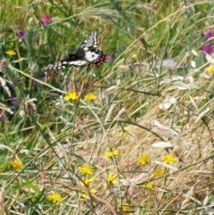 Papilio anactus at Albury - 5 Jan 2024