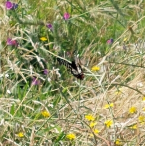 Papilio anactus at Albury - 5 Jan 2024