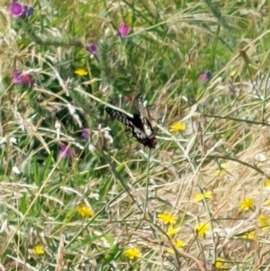 Papilio anactus at Albury - 5 Jan 2024 09:46 AM