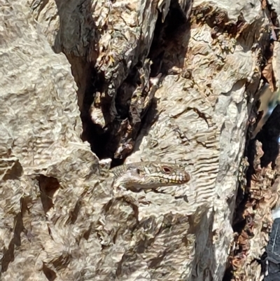 Egernia striolata (Tree Skink) at Wirlinga, NSW - 4 Jan 2024 by RobCook