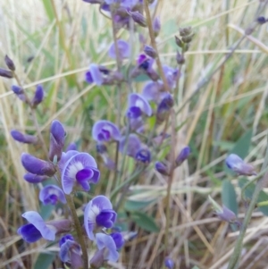 Glycine tabacina at Albury - 5 Jan 2024