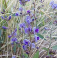 Glycine tabacina at Albury - 5 Jan 2024 07:33 AM