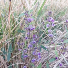 Glycine tabacina at Albury - 5 Jan 2024 07:33 AM