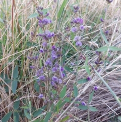 Glycine tabacina at Albury - 5 Jan 2024 07:33 AM
