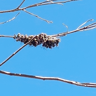 Unidentified Bee (Hymenoptera, Apiformes) at Albury - 29 Dec 2023 by RobCook