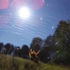 Austracantha minax at Albury - 30 Dec 2023