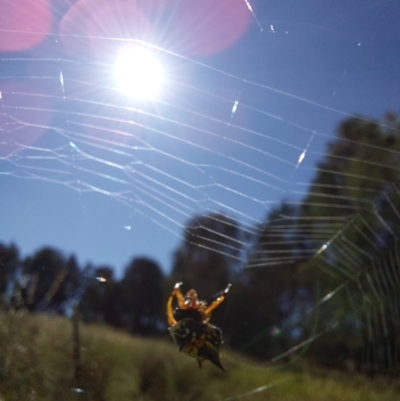 Austracantha minax (Christmas Spider, Jewel Spider) at Wirlinga, NSW - 29 Dec 2023 by RobCook