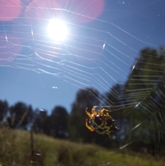 Austracantha minax at Albury - 30 Dec 2023