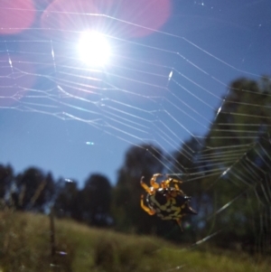 Austracantha minax at Albury - 30 Dec 2023 09:17 AM