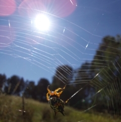 Austracantha minax at Albury - 30 Dec 2023 09:17 AM