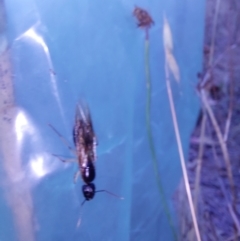 Unverified Insect at Albury - 27 Dec 2023 by RobCook