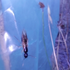 Unidentified Insect at Albury - 27 Dec 2023 by RobCook