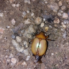 Unidentified Beetle (Coleoptera) at Albury - 23 Dec 2023 by RobCook