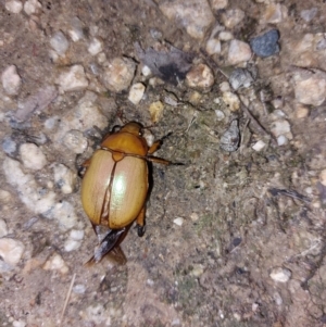 Anoplognathus sp. (genus) at Albury - 23 Dec 2023 09:25 PM