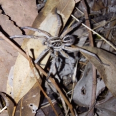 Tasmanicosa sp. (genus) (Tasmanicosa wolf spider) at Albury - 23 Dec 2023 by RobCook