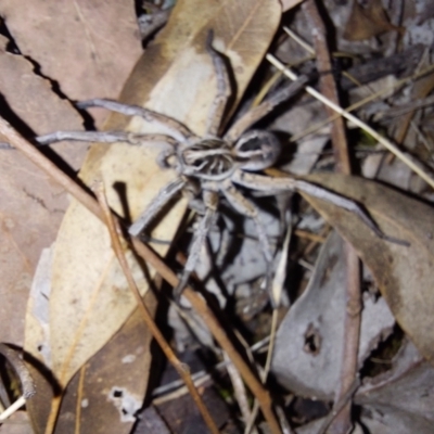 Tasmanicosa sp. (genus) (Tasmanicosa wolf spider) at Albury - 23 Dec 2023 by RobCook
