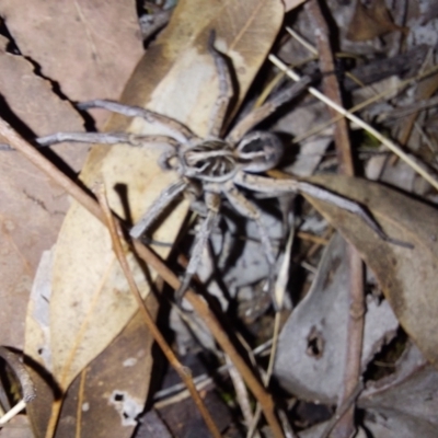 Tasmanicosa sp. (genus) at Albury - 23 Dec 2023 by RobCook