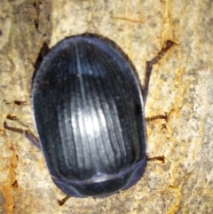 Tenebrionidae (family) (Darkling beetle) at Albury - 23 Dec 2023 by RobCook