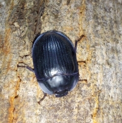 Tenebrionidae (family) at Albury - 23 Dec 2023 09:13 PM