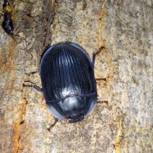 Tenebrionidae (family) at Albury - 23 Dec 2023 09:13 PM