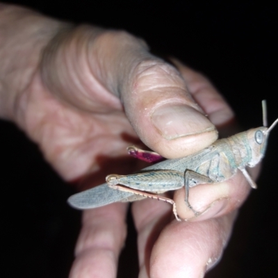 Pardillana limbata at Wirlinga, NSW - 23 Dec 2023 by RobCook