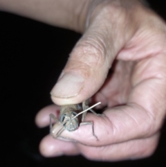 Pardillana limbata at Albury - 23 Dec 2023 09:09 PM