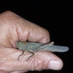 Pardillana limbata at Albury - 23 Dec 2023 09:09 PM