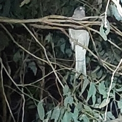 Accipiter cirrocephalus (Collared Sparrowhawk) at Wirlinga, NSW - 18 Dec 2023 by RobCook